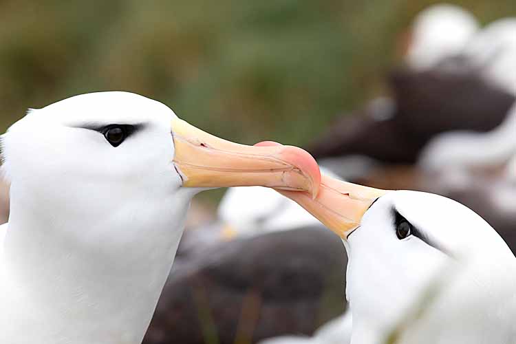 Black-browed Albatross (Thalassarche melanophris)