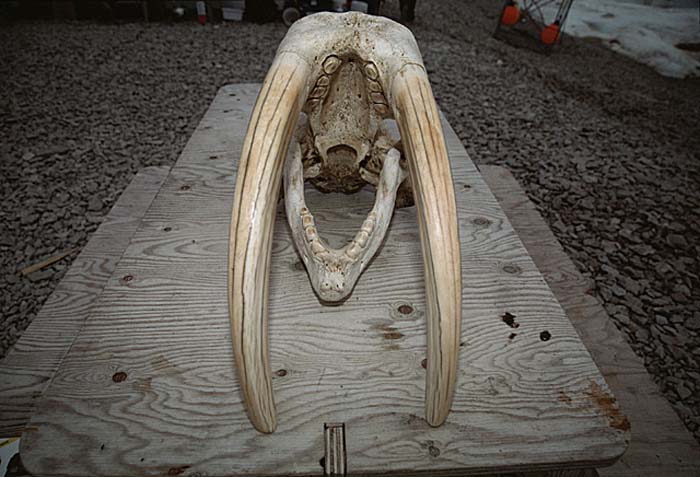 Atlantic Walrus (Odobenus rosmarus rosmarus)